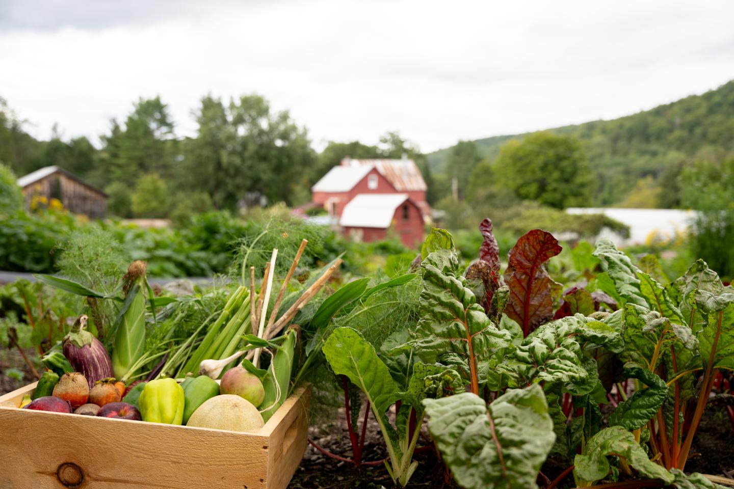 Kelly Way Gardens produce basket