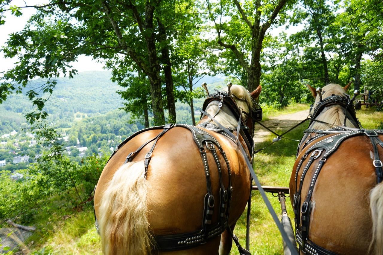 Horses at the Mt. Tom Overlook