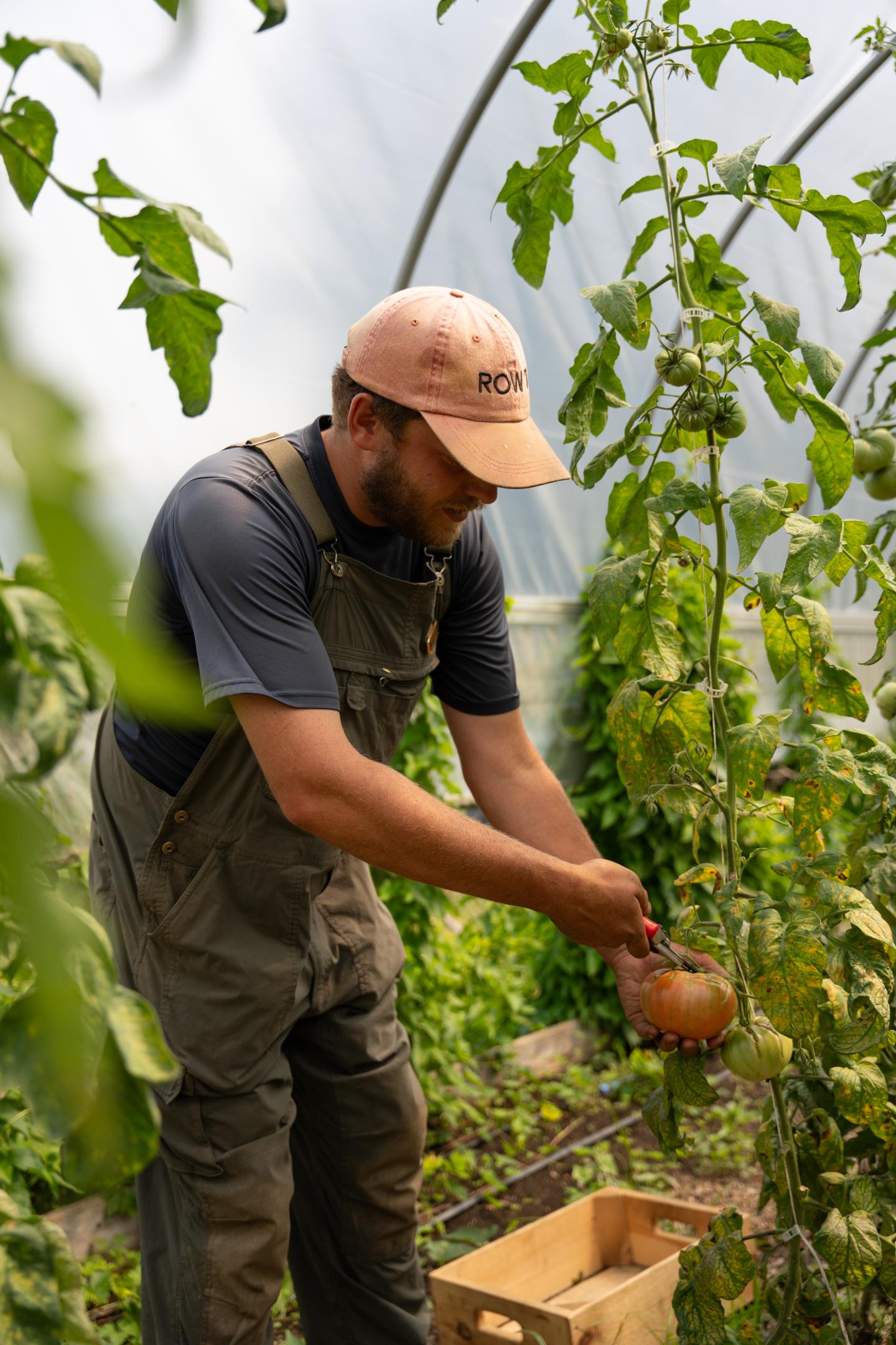 Gardener harvesting tomatoes at Kelly Way Gardens