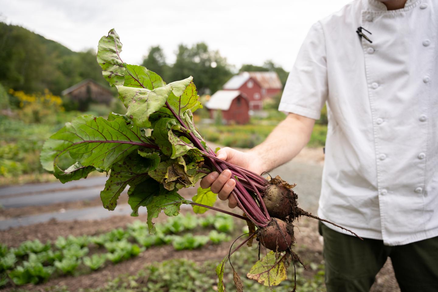 Chef holds Beets in Kelly Way Gardens