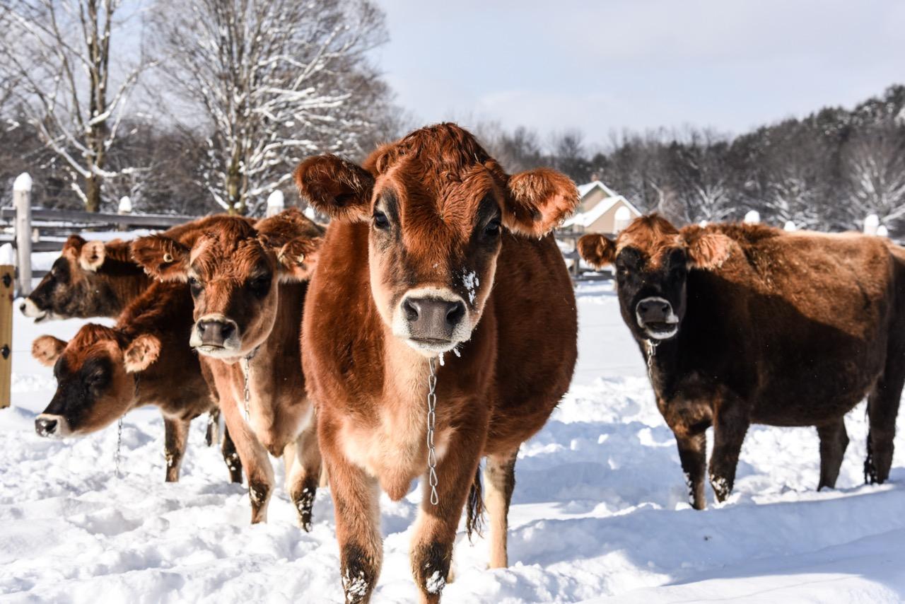 Billings Farm Snowy Cows