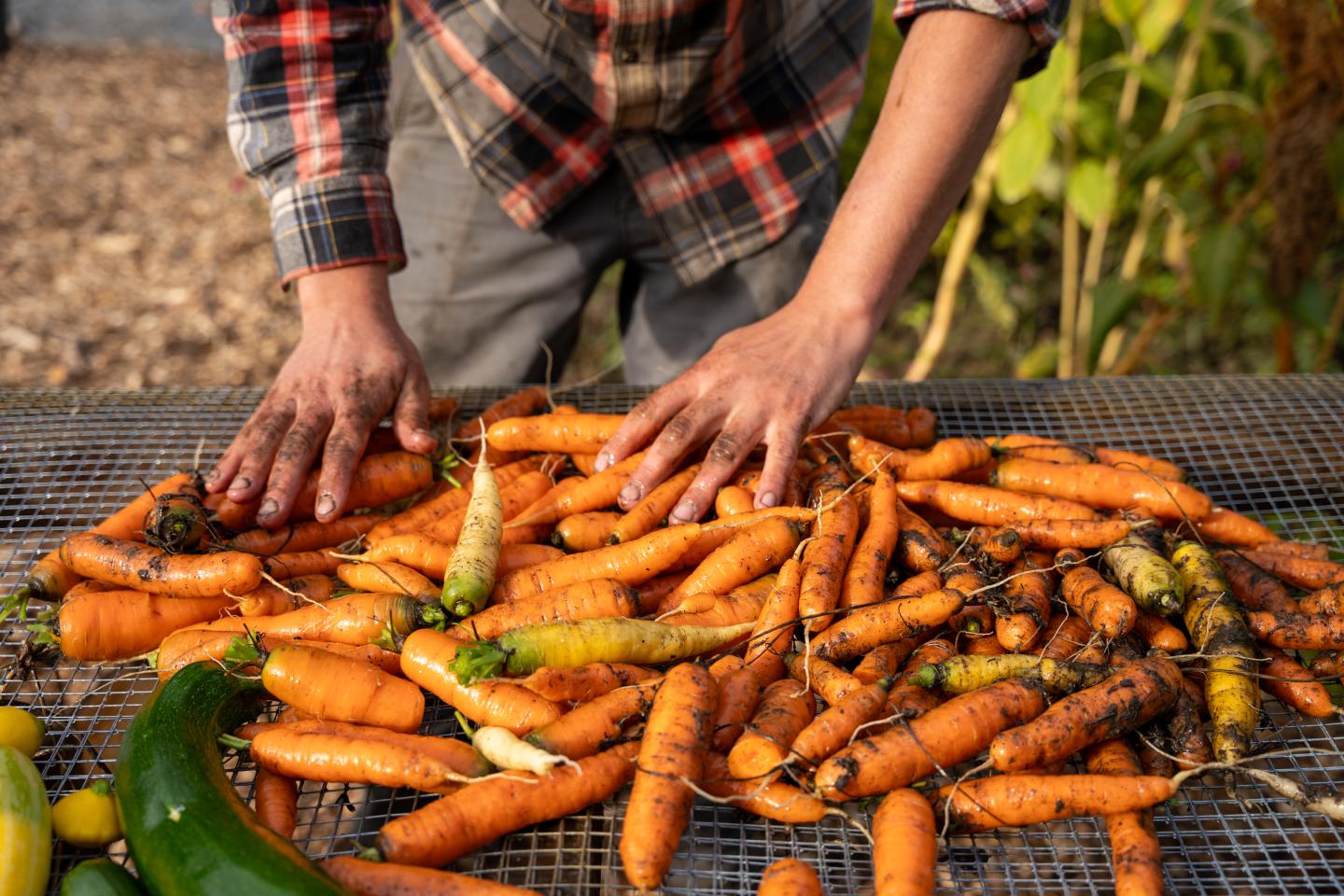 A harvest of fresh carrots from Kelly Way Gardens