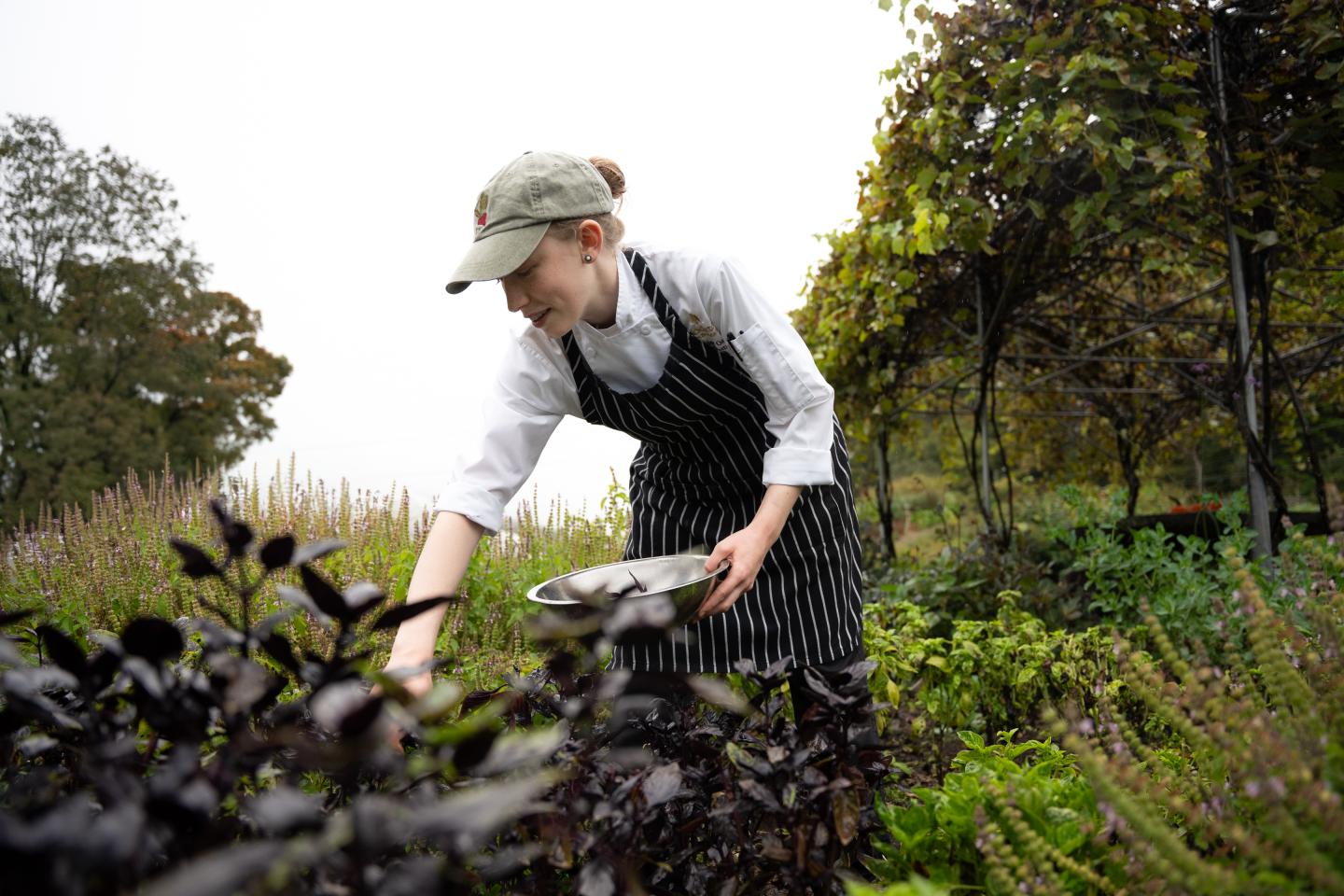 Chef picking herbs in Kelly Way Gardens