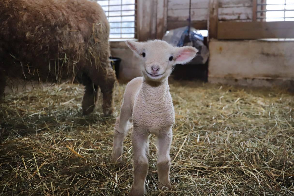 Baby Animal Celebration at Billings Farm & Museum – April 26 & 27