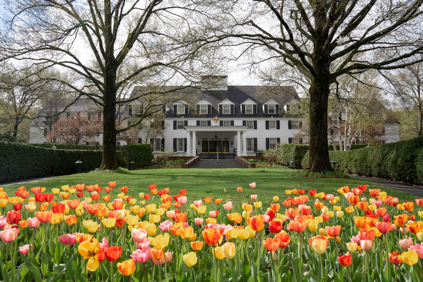 Large white mansion with rows of colorful tulips in front, framed by two tall trees.