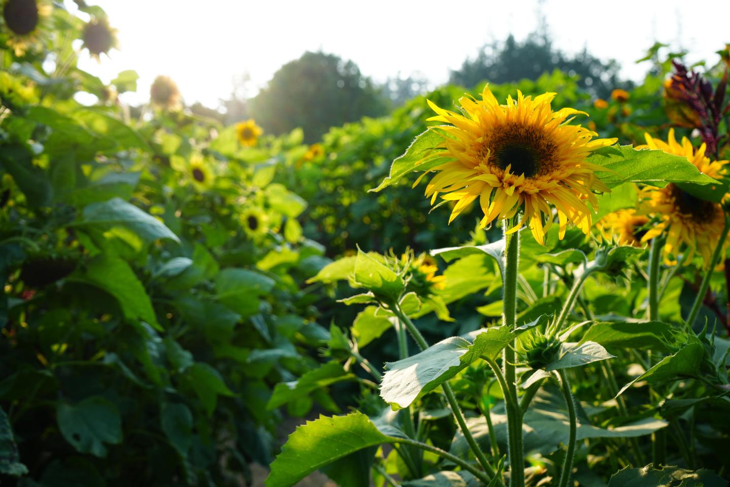 Sunflowers in a garden, bathed in warm sunlight.
