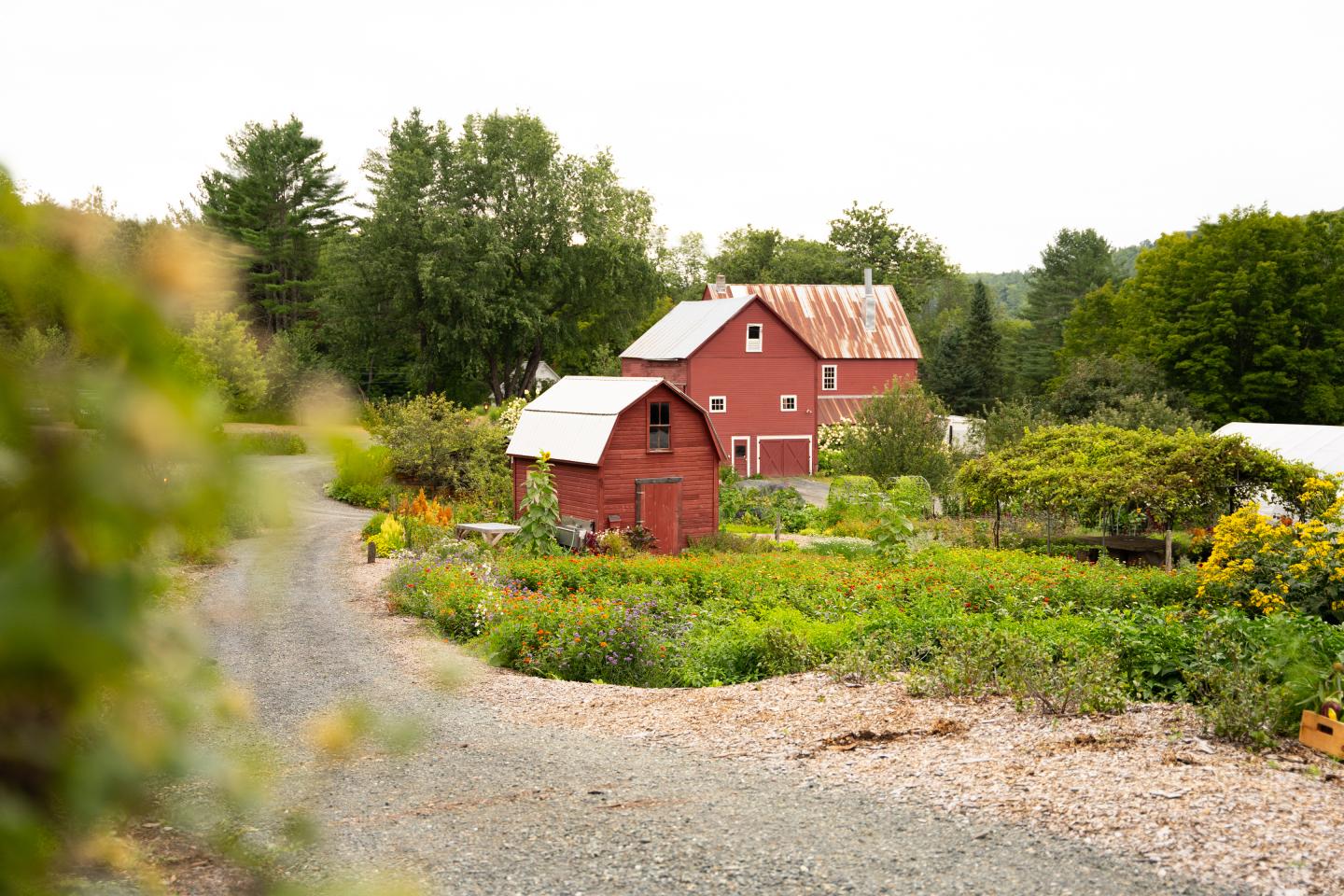 Red barn and farmhouse surrounded by greenery and a gravel path.