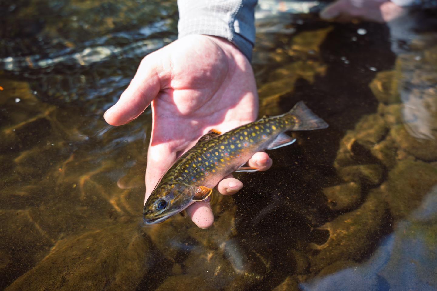 Hand gently holding a small fish in clear water. Catch & Release