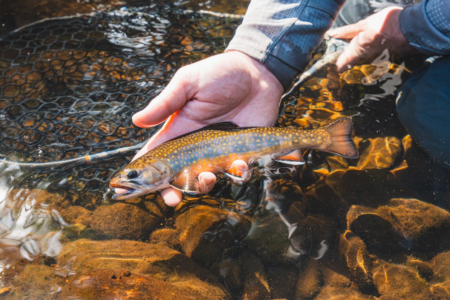 Hand holding a small brown trout in clear, shallow water.