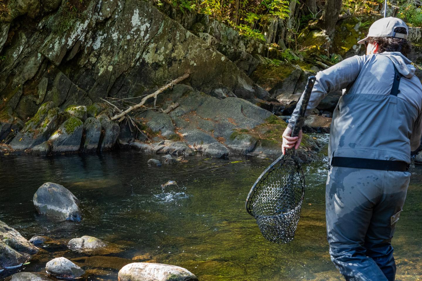 Person with a net wading in a rocky forest stream.