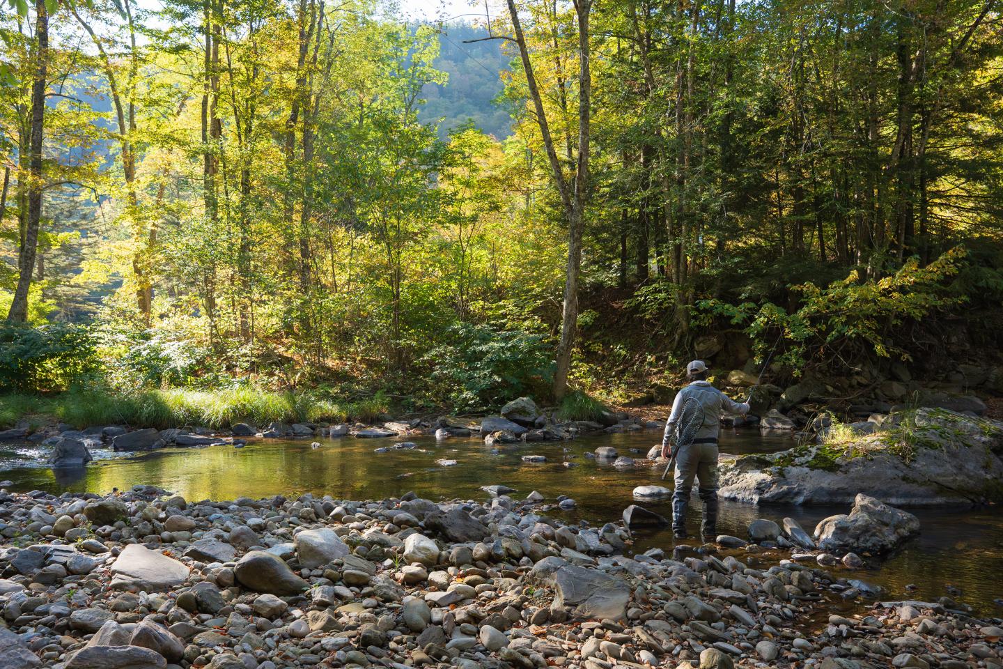 Man in waders fishing in a sunlit forest stream.