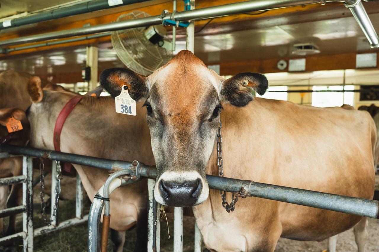 Brown cow in a barn, facing forward, with a tag on its ear.