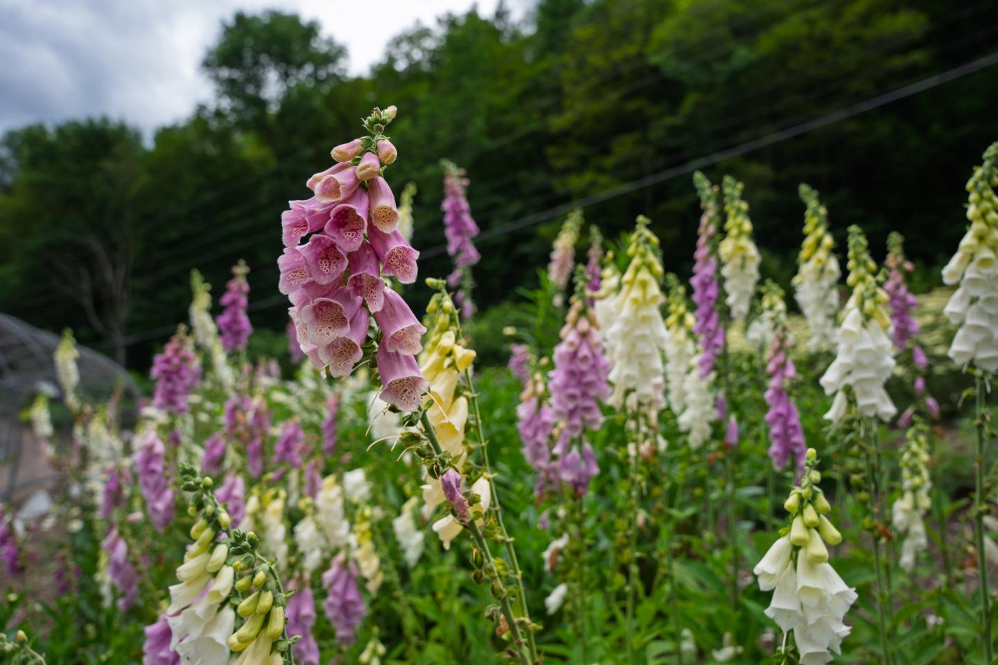 Q: What is your favorite place in Kelly Way Gardens?