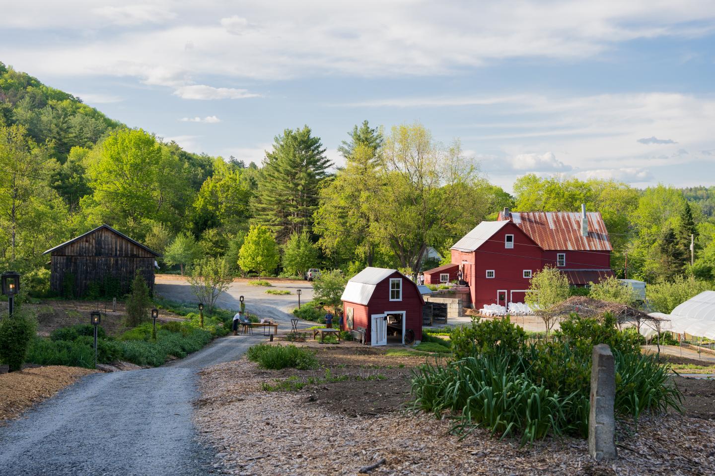 Farm with red barns, lush greenery, and a gravel path under a blue sky.
