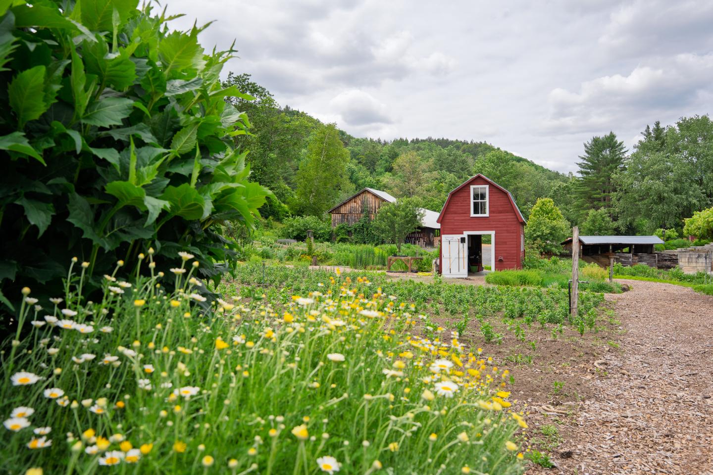 Q: What is something new you are trying to grow this year?