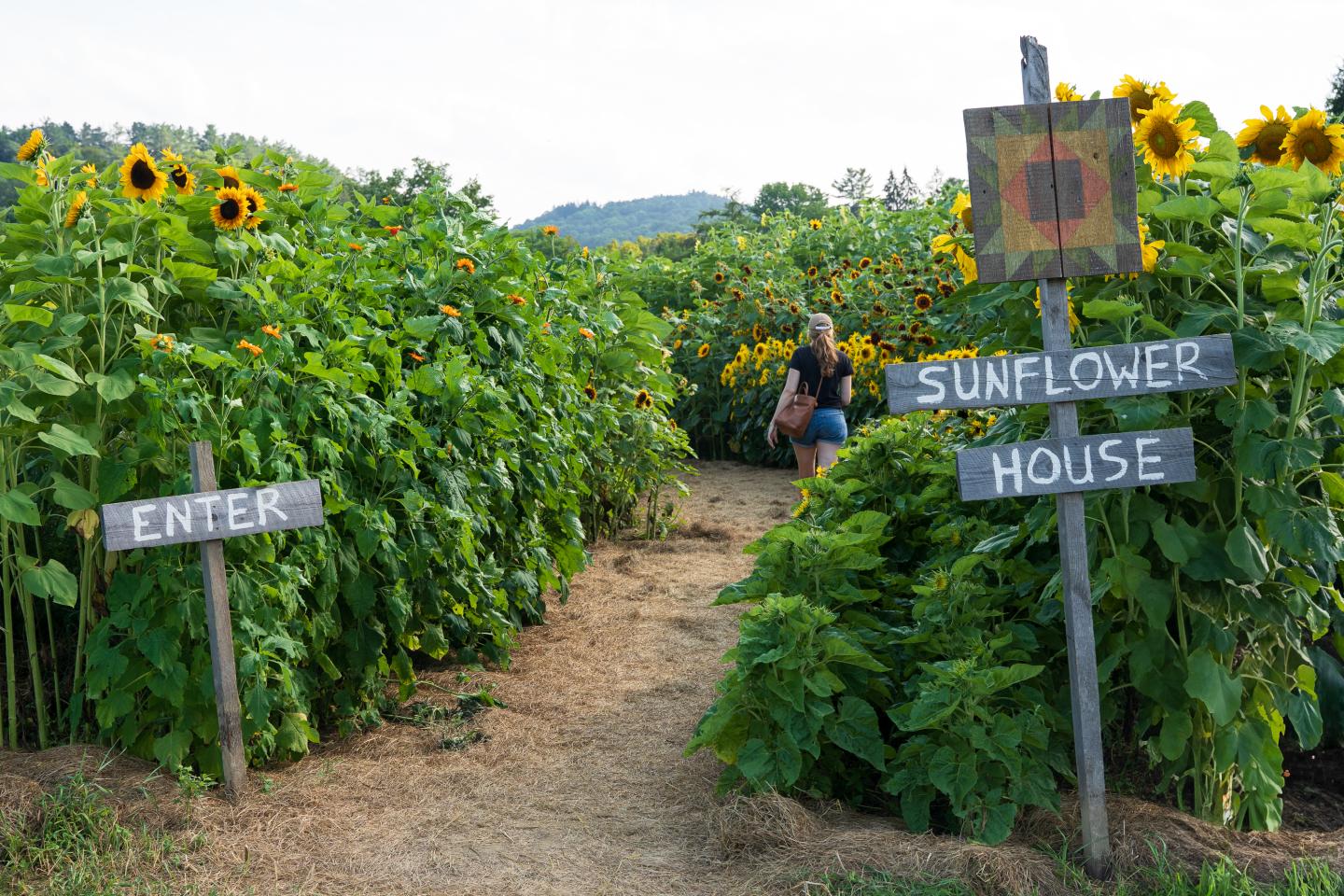 Pathway through a sunflower field with signs for "Enter" and "Sunflower House."