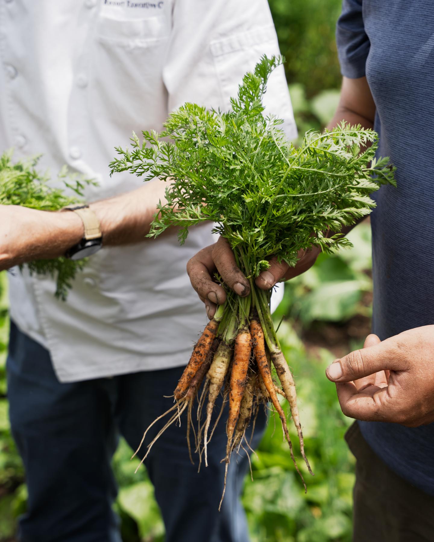 Two people holding freshly picked carrots in a garden.