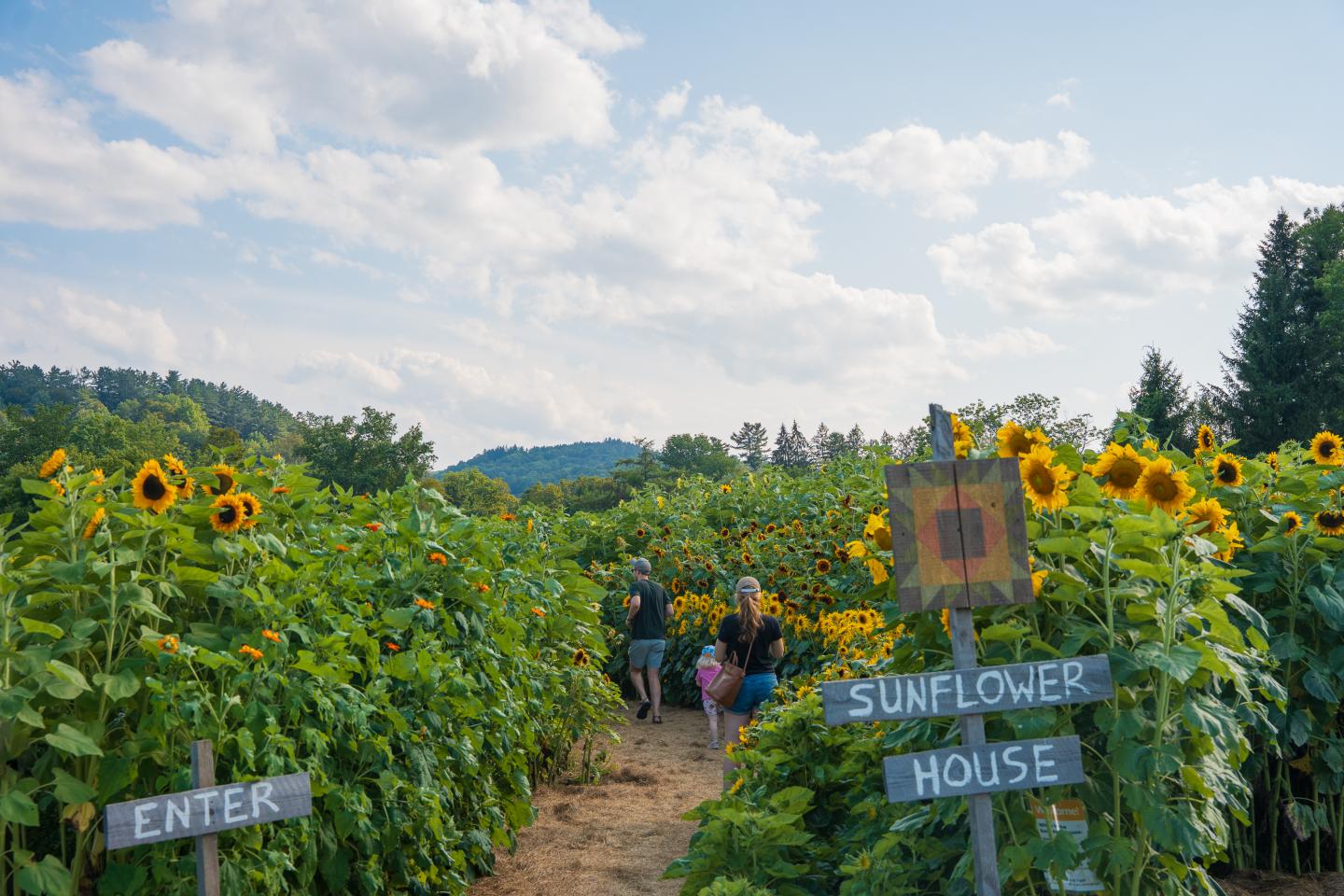 Sunflower field with a dirt path and people walking under a blue sky.