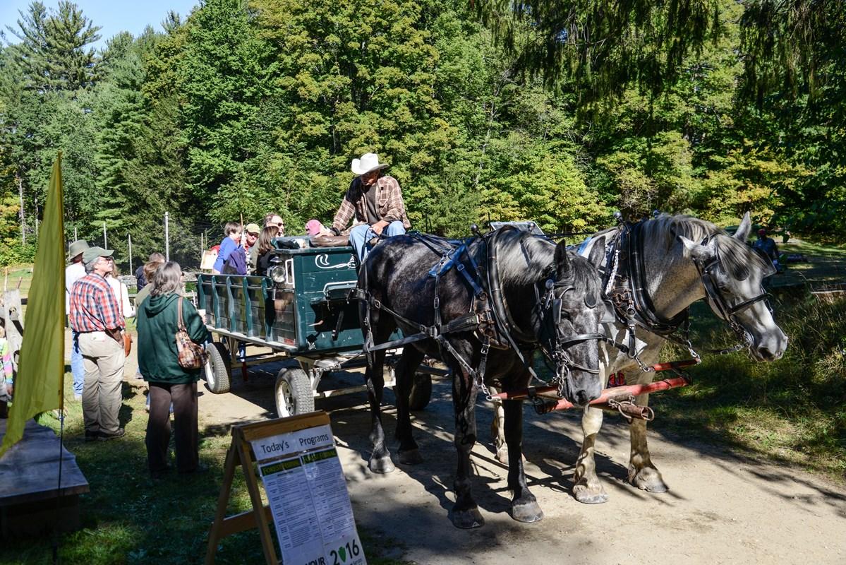 Horse-drawn carriage with passengers on a tree-lined path.