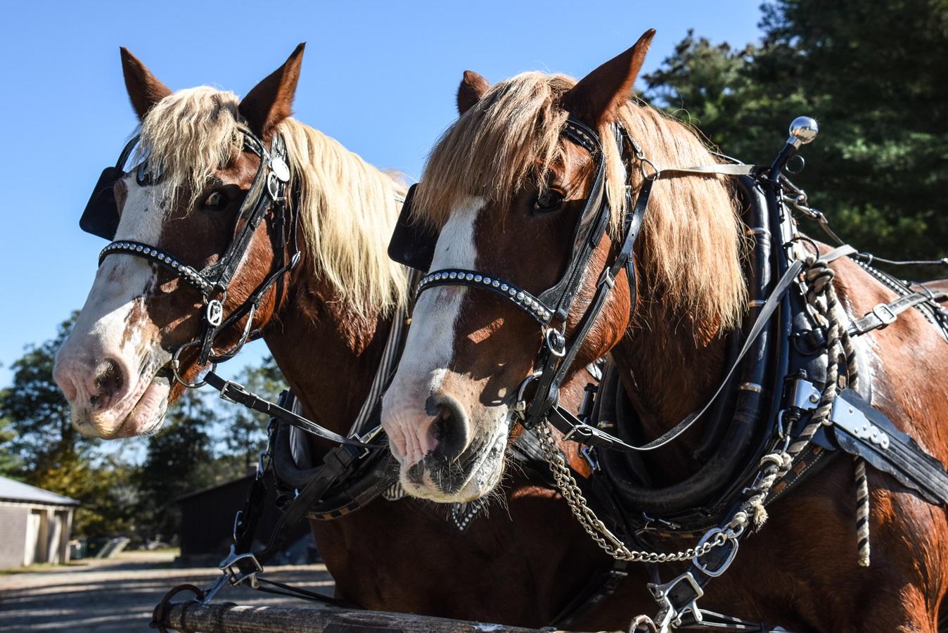 Veteran's Day Weekend at Billing's Farm & Museum