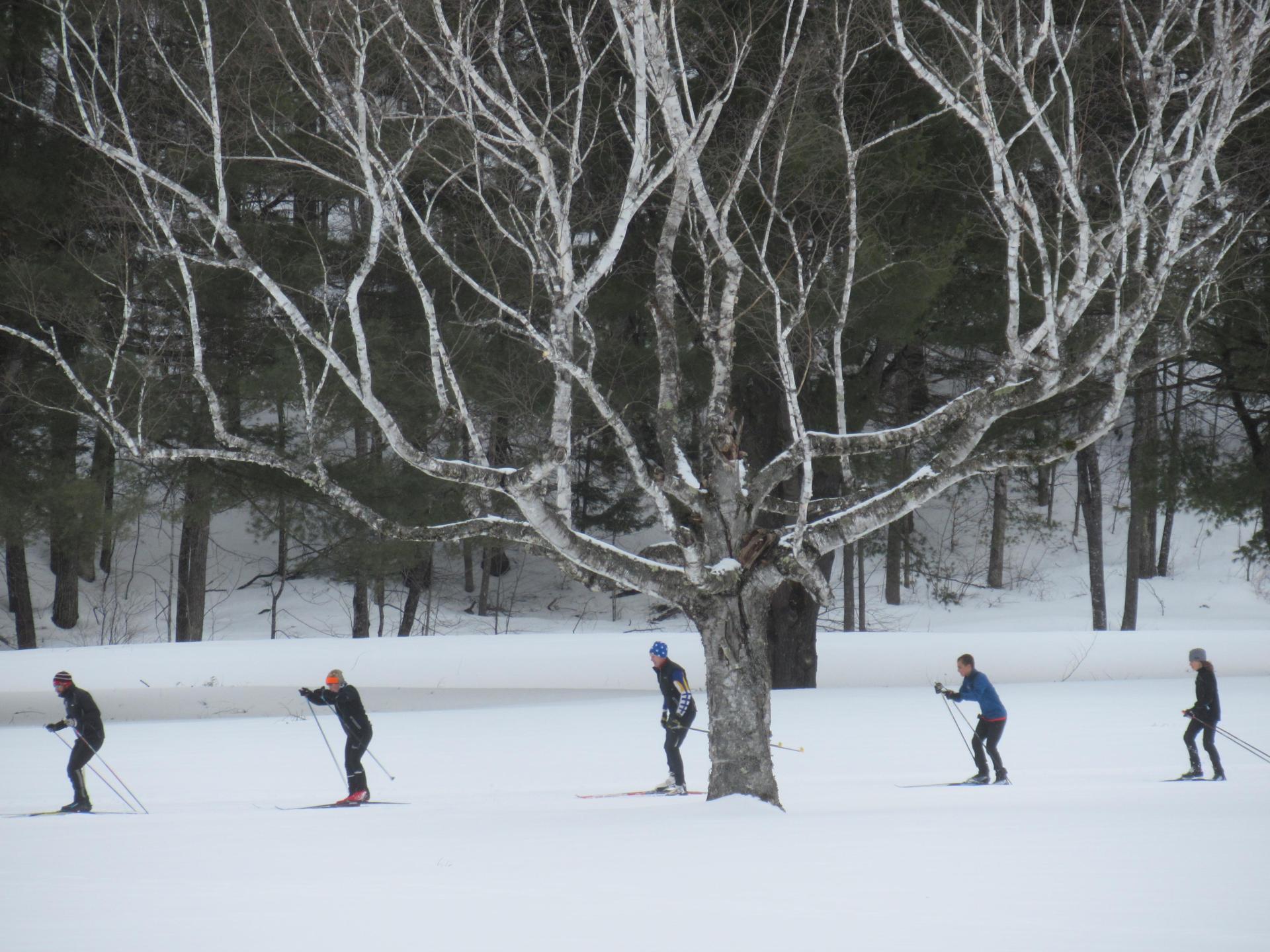 Skiing by our icon birch tree
