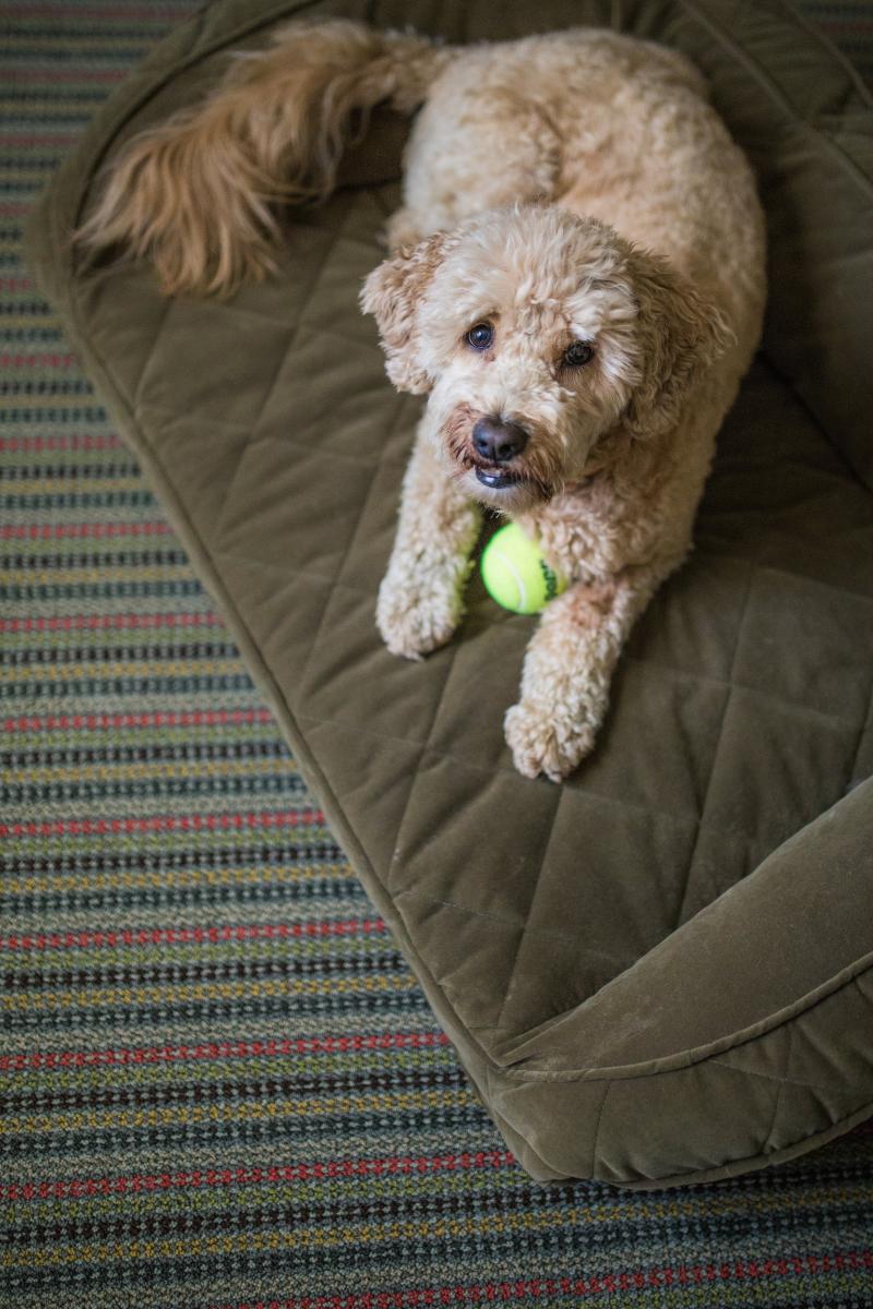 Pet Friendly Hotels & More The Woodstock Inn and Resort